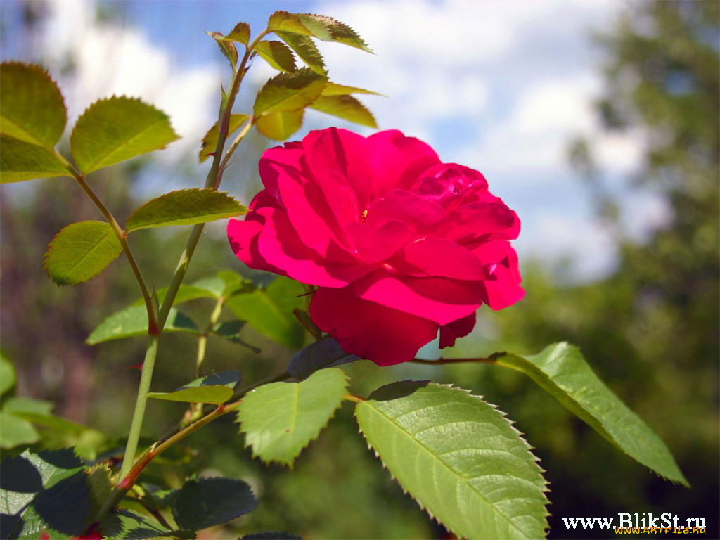 цветы, розы