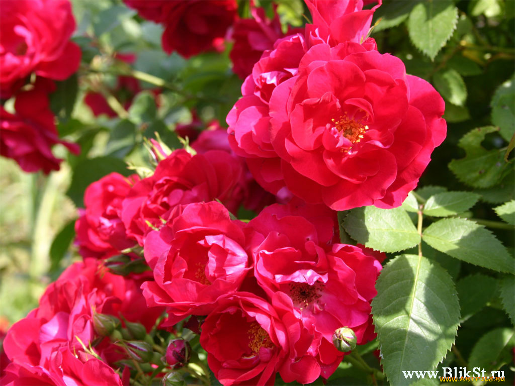 цветы, розы