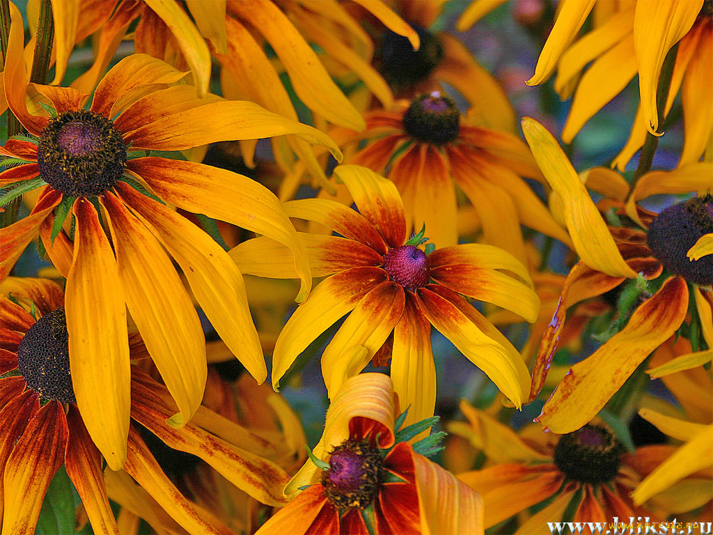 цветы, рудбекия