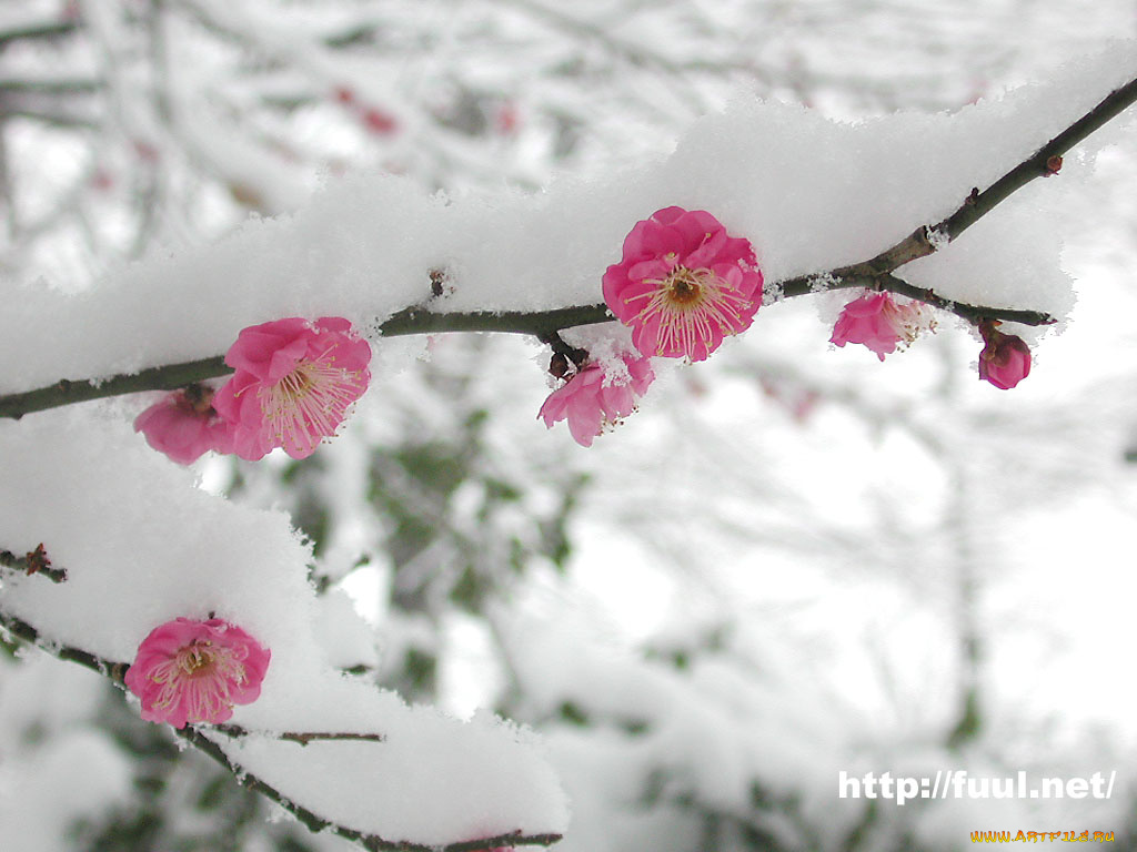 цветы, сакура, вишня