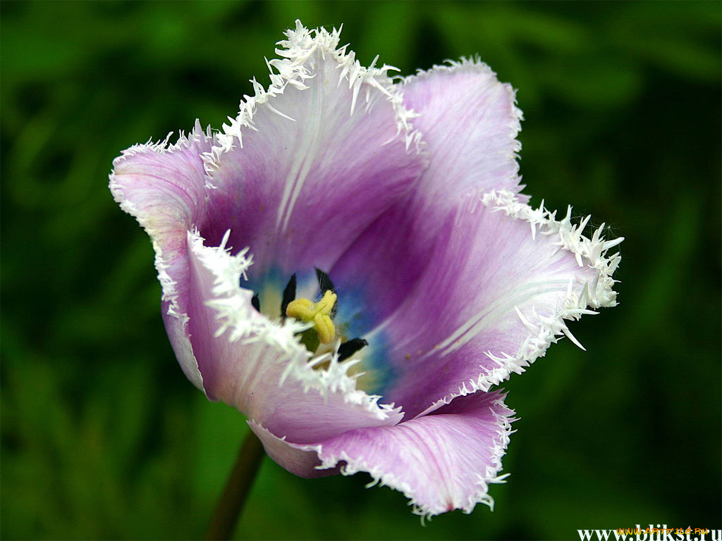 цветы, тюльпаны