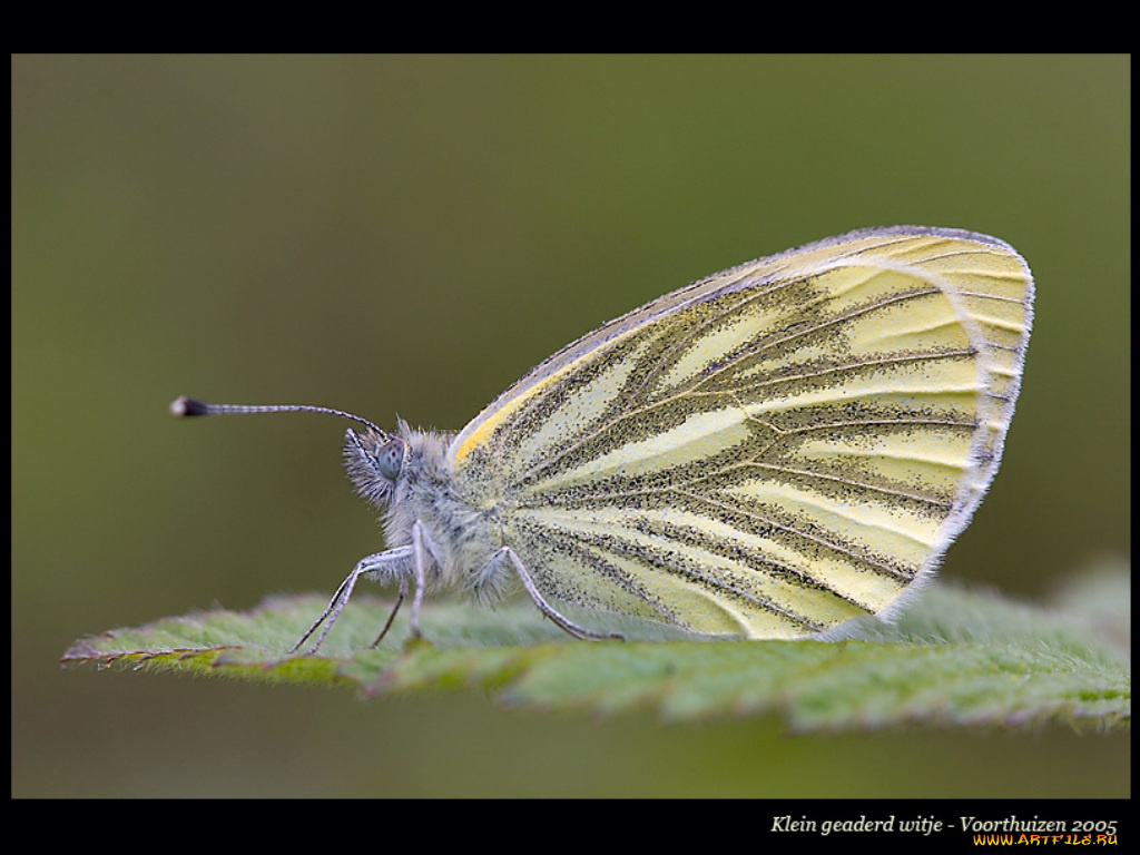 животные, бабочки