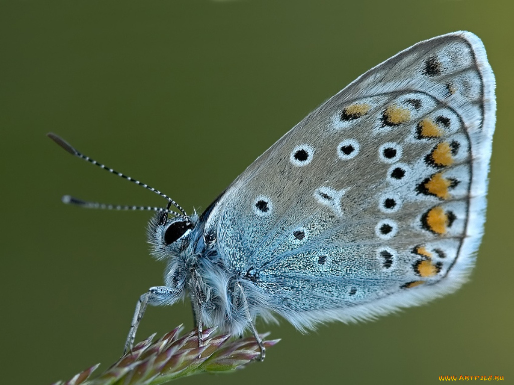животные, бабочки