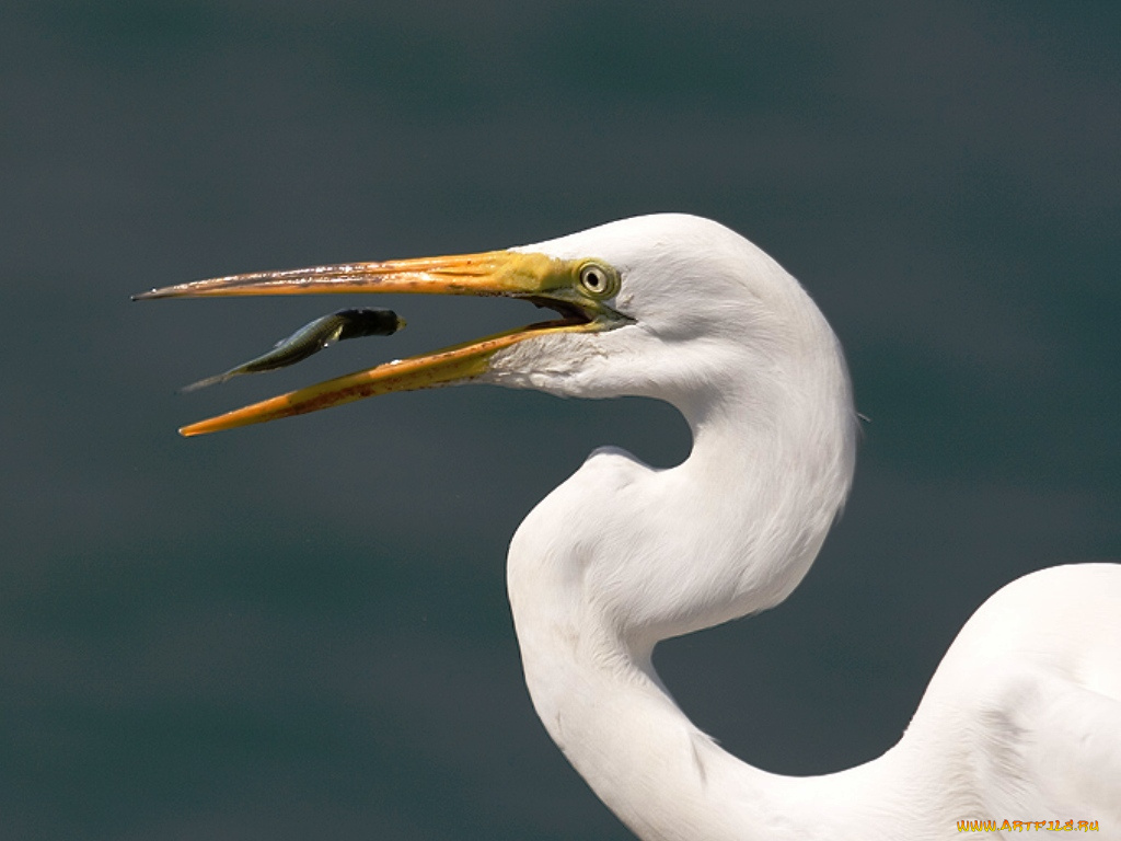 животные, цапли