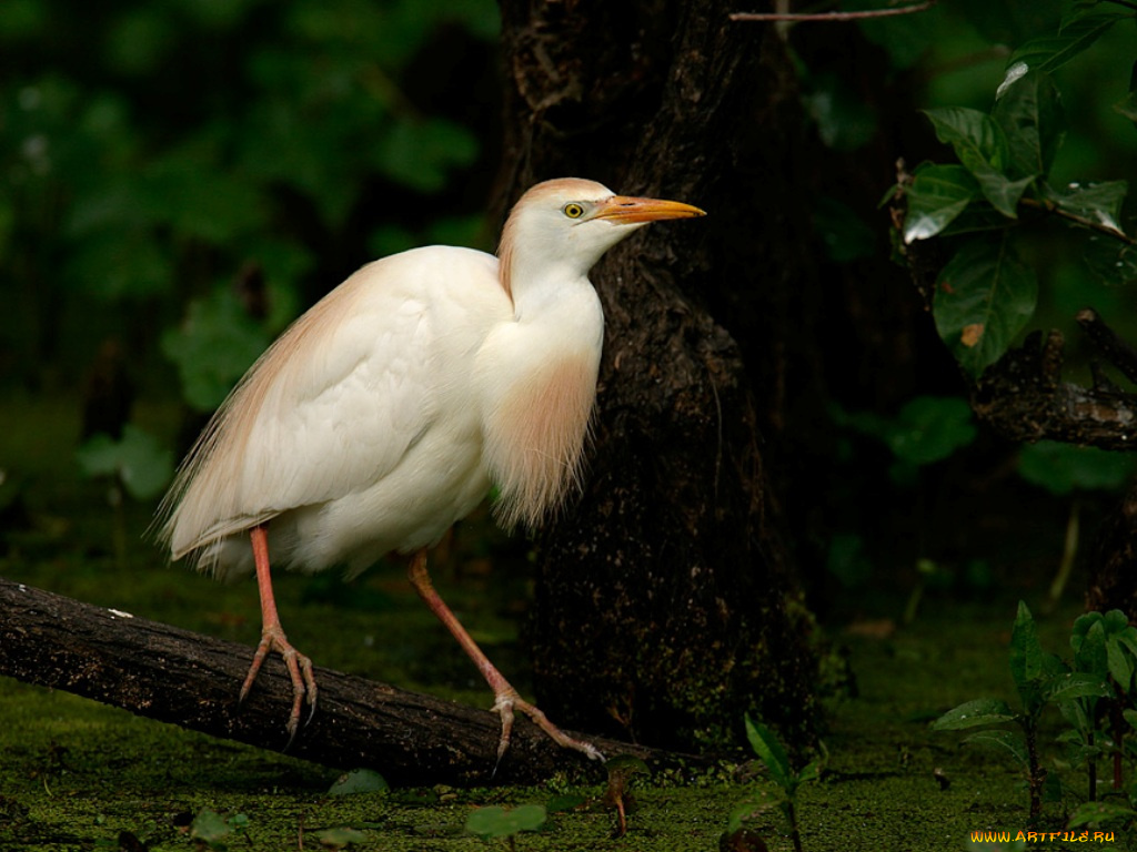 животные, цапли