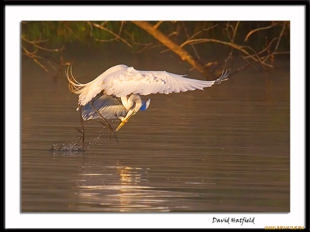 животные, цапли