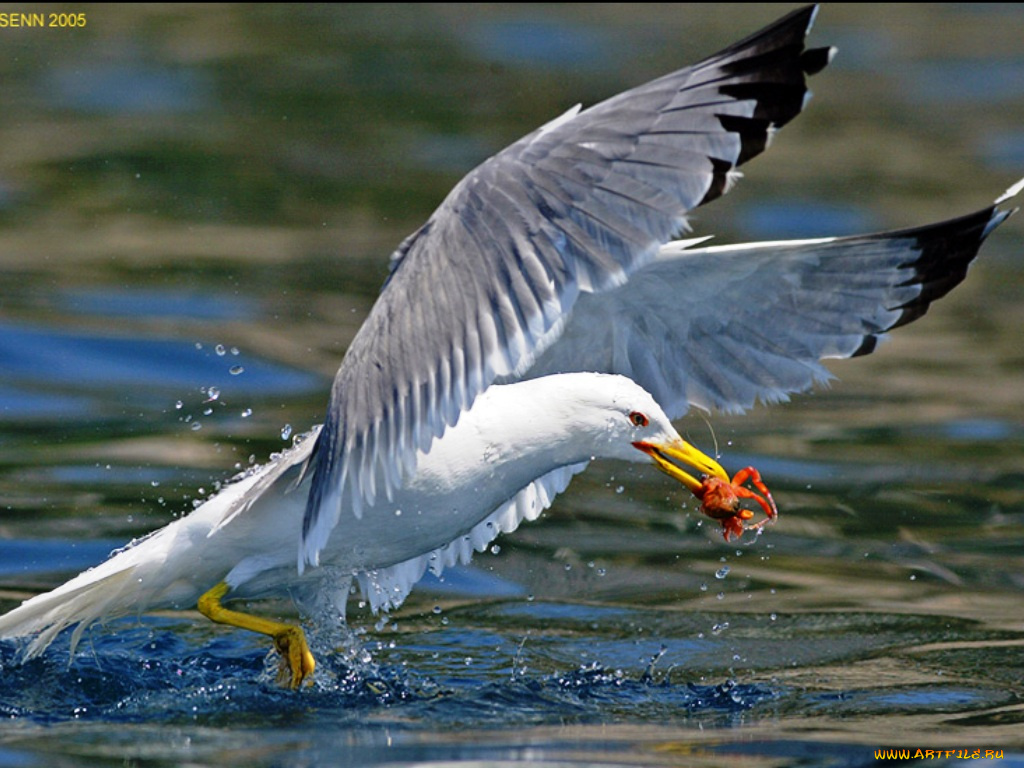 животные, Чайки, бакланы, крачки