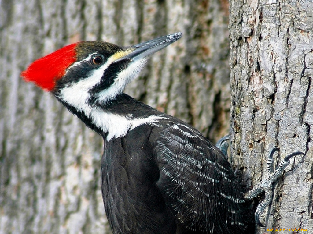 животные, дятлы