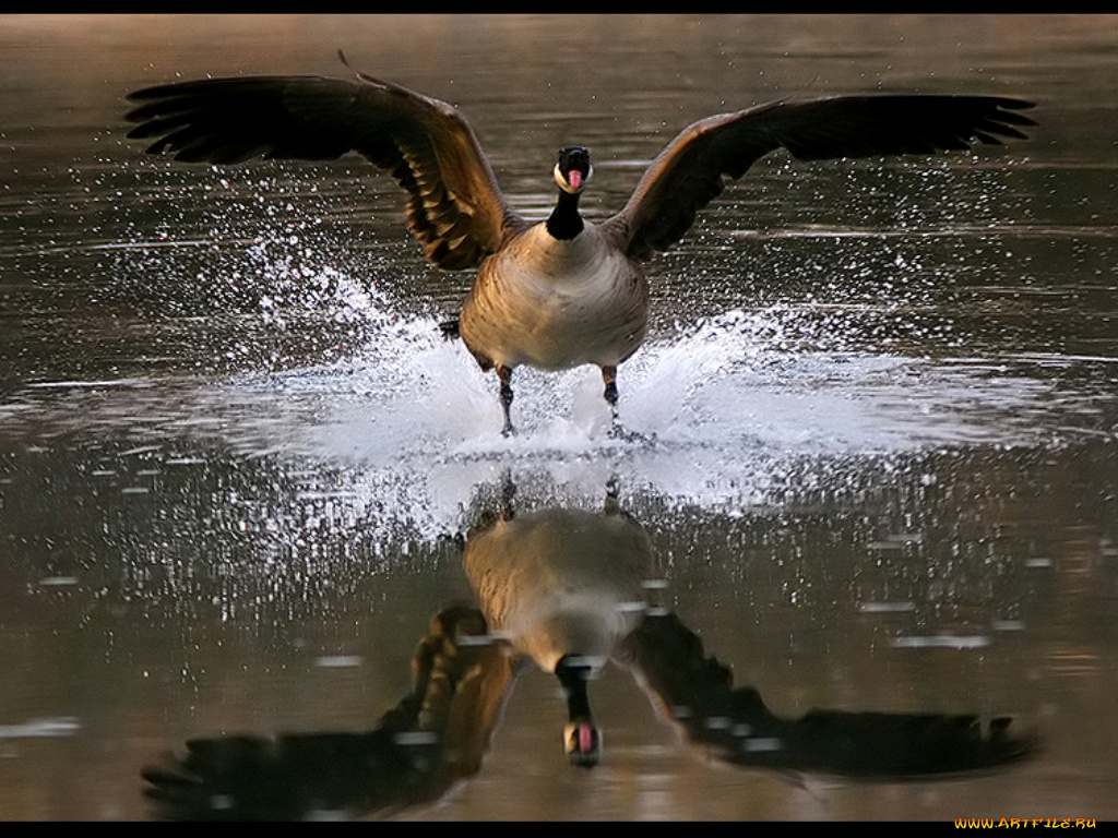 животные, гуси