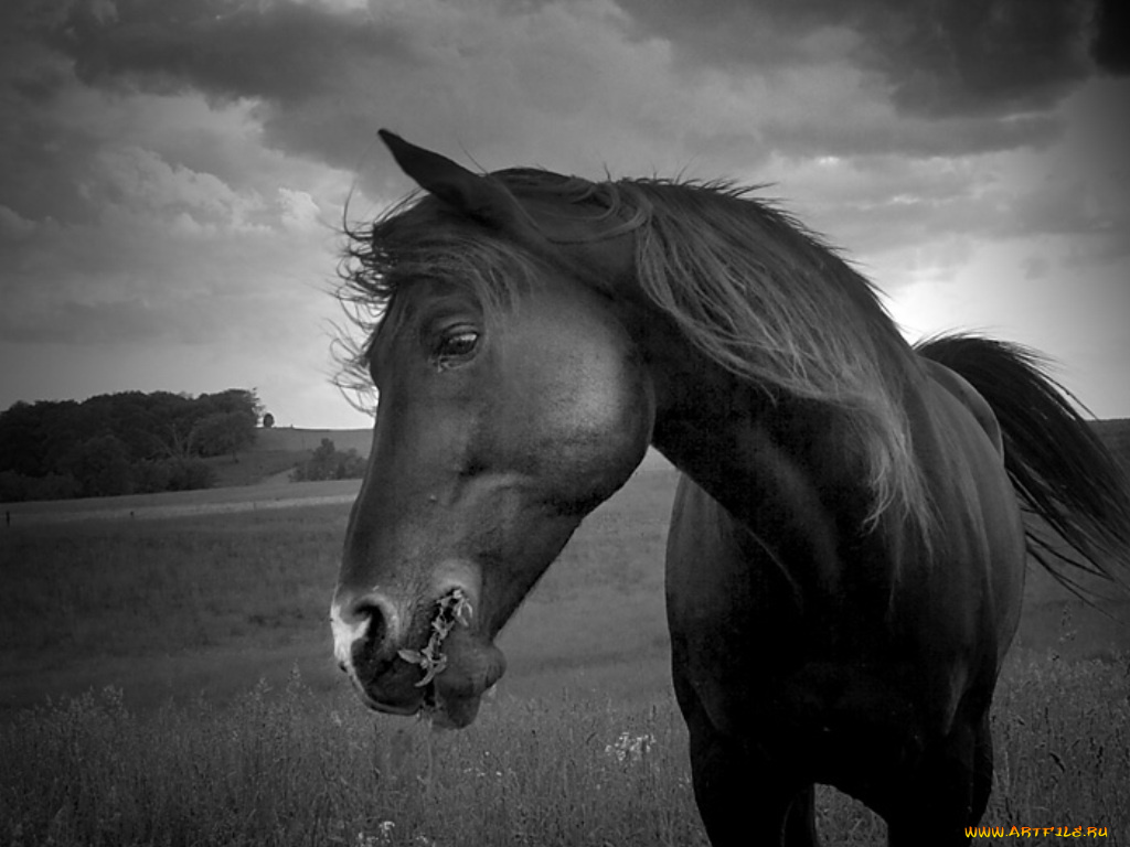 животные, лошади