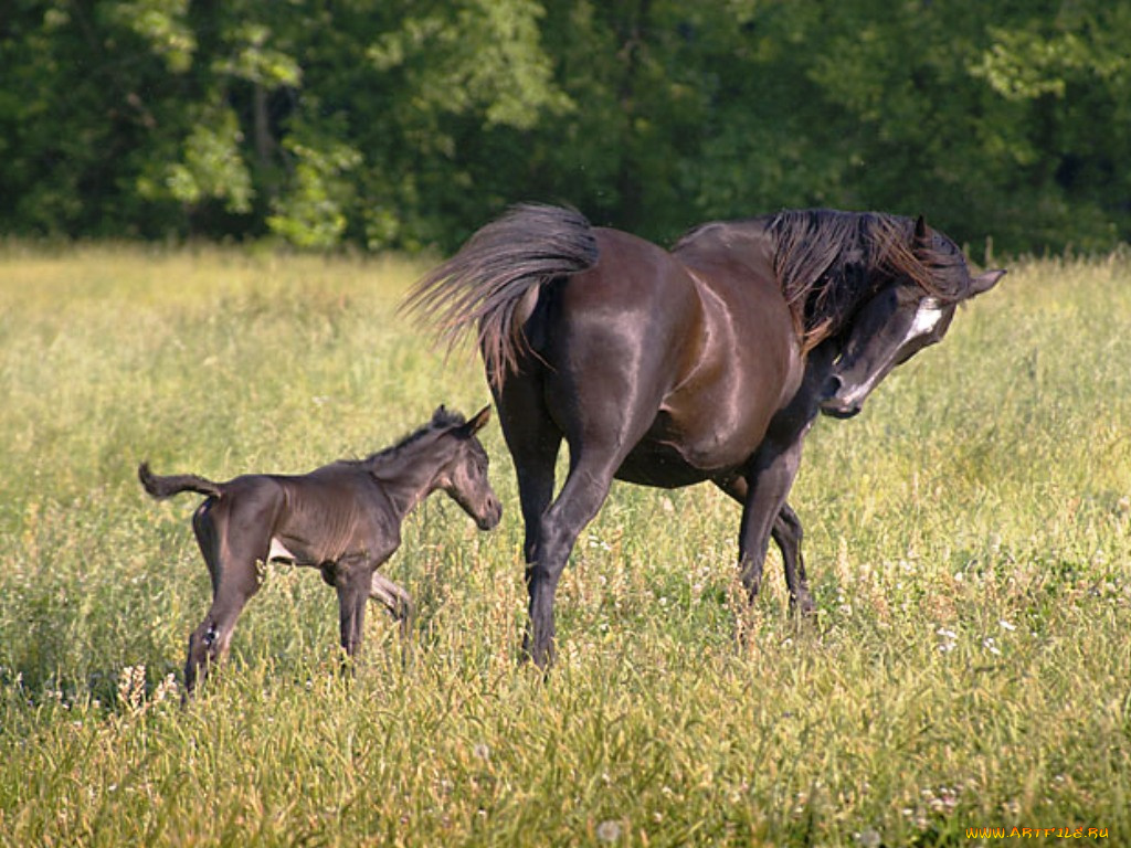 животные, лошади