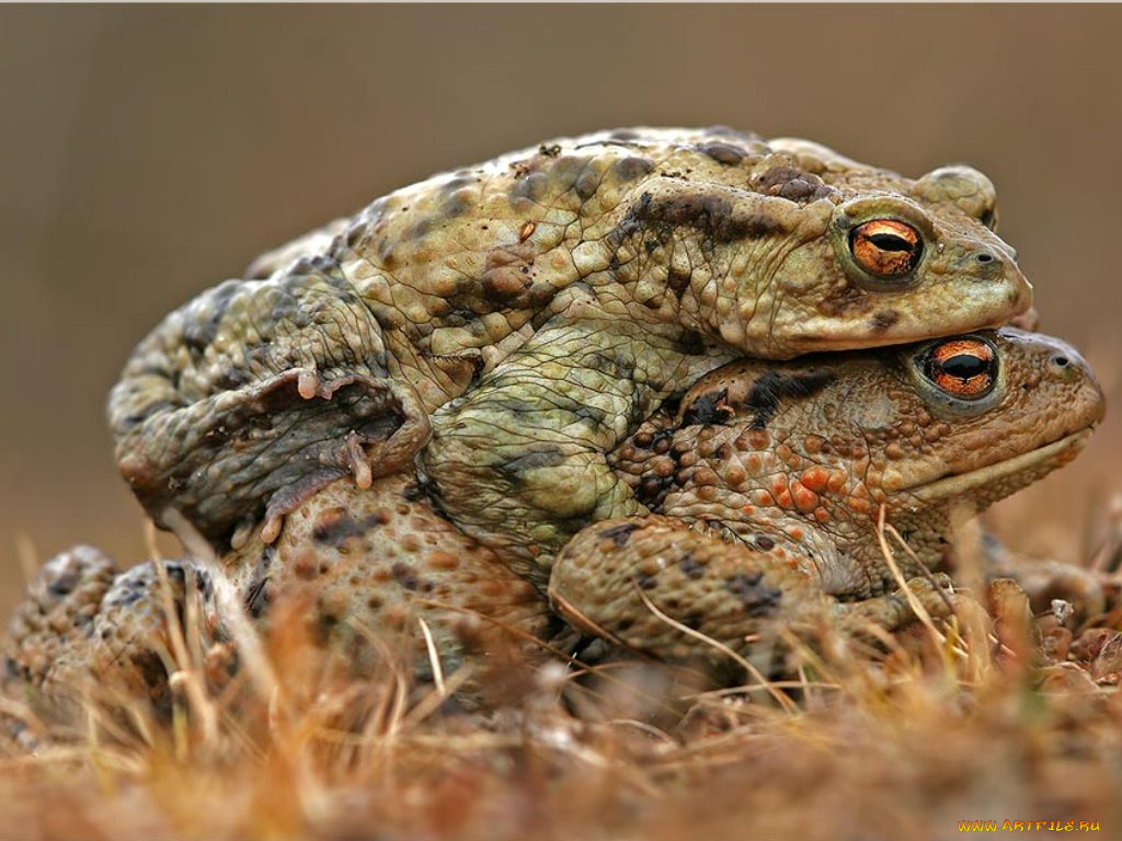 животные, лягушки