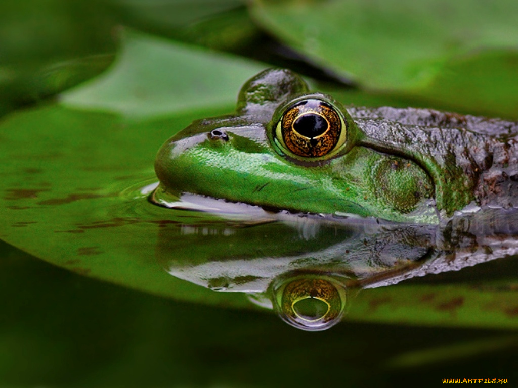 животные, лягушки
