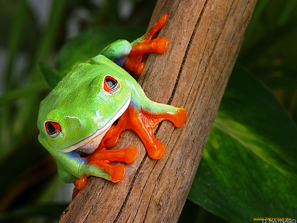 животные, лягушки