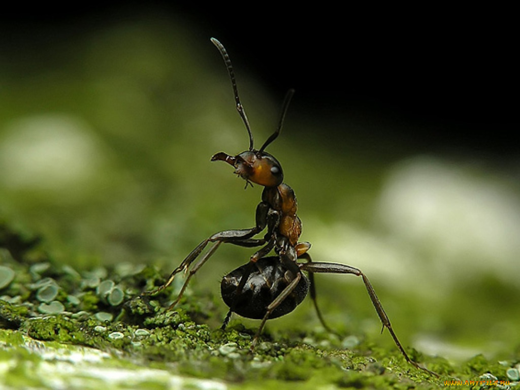 животные, насекомые