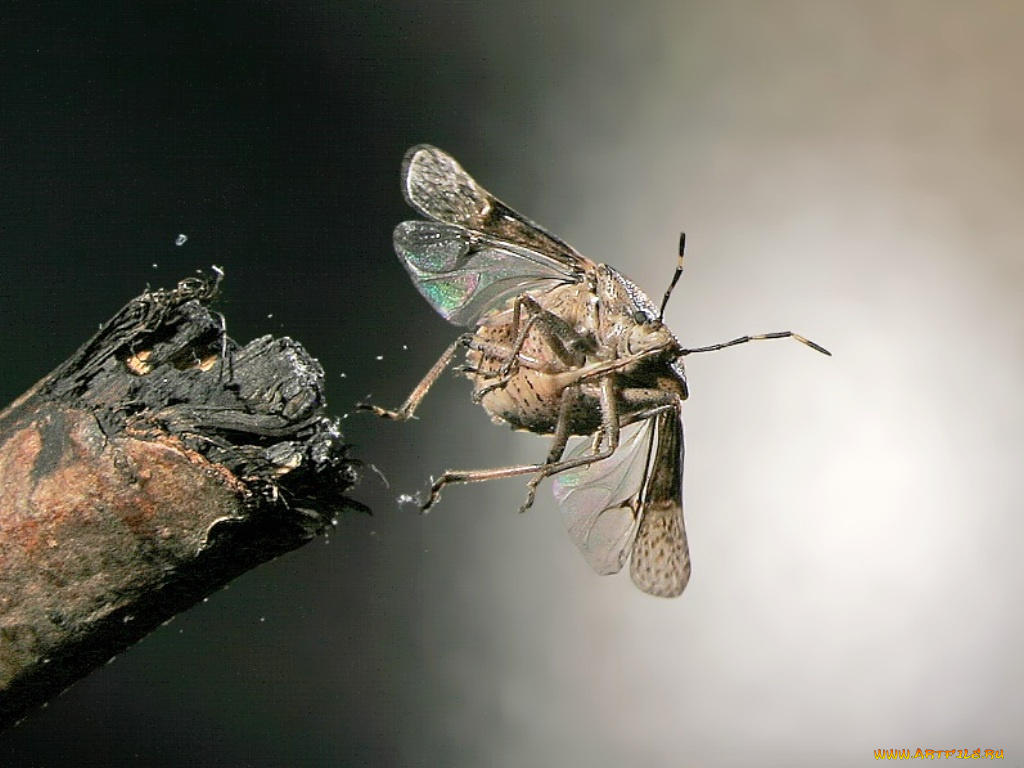 животные, насекомые