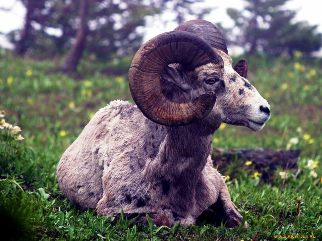 животные, овцы, бараны