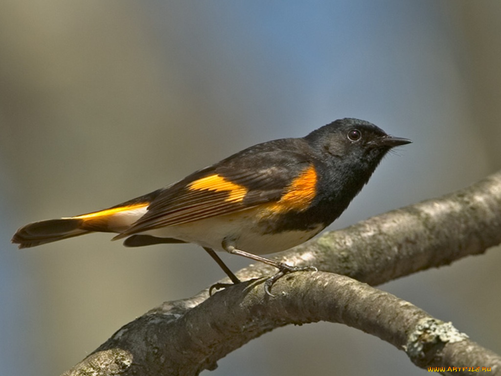 животные, птицы