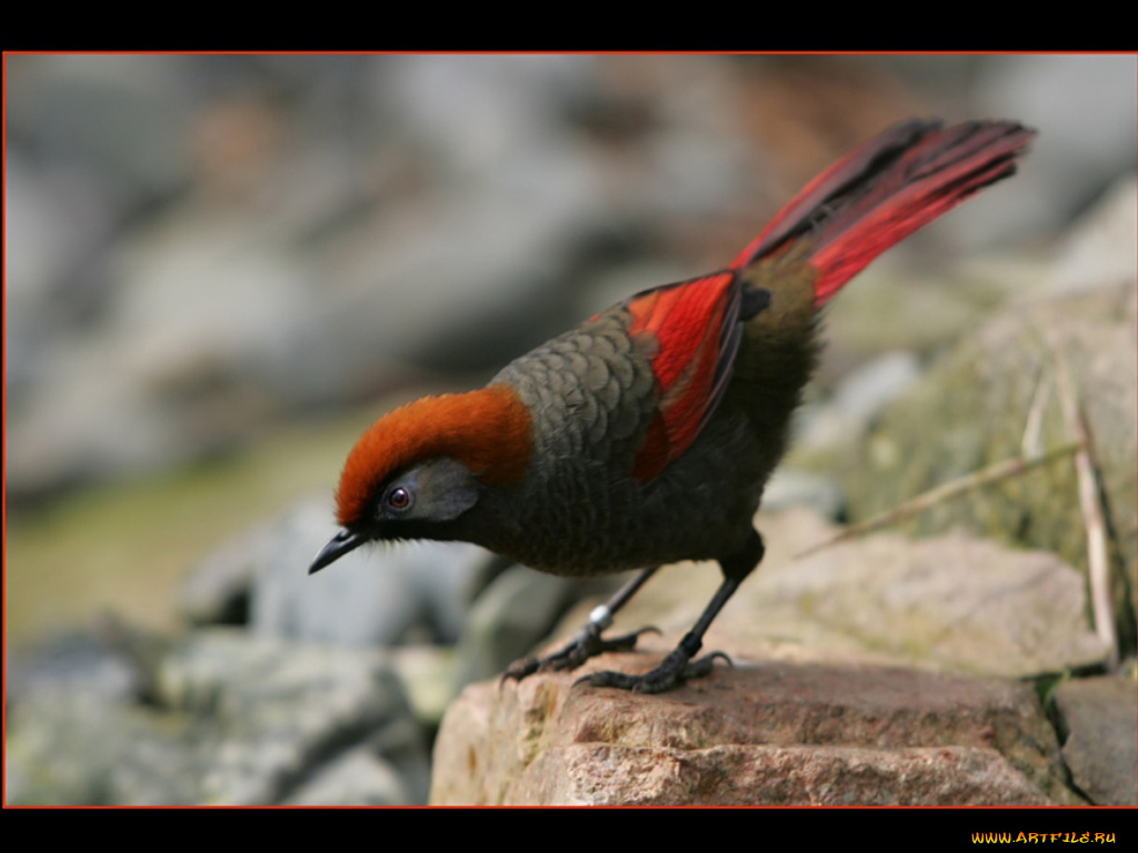 животные, птицы