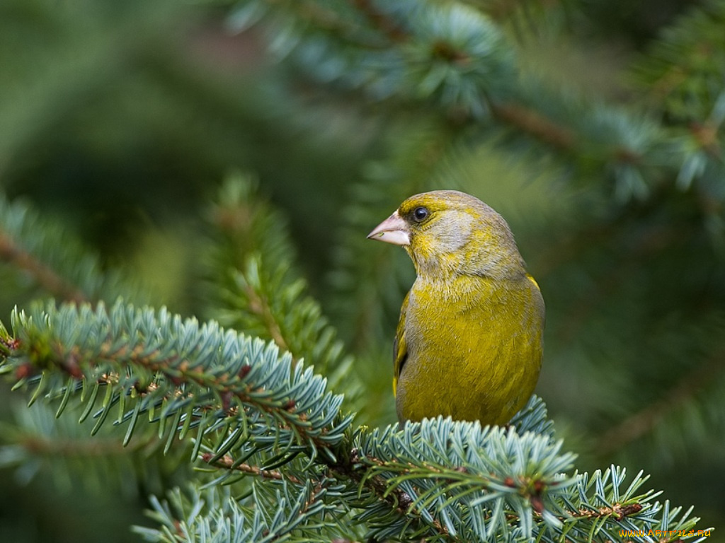 животные, птицы