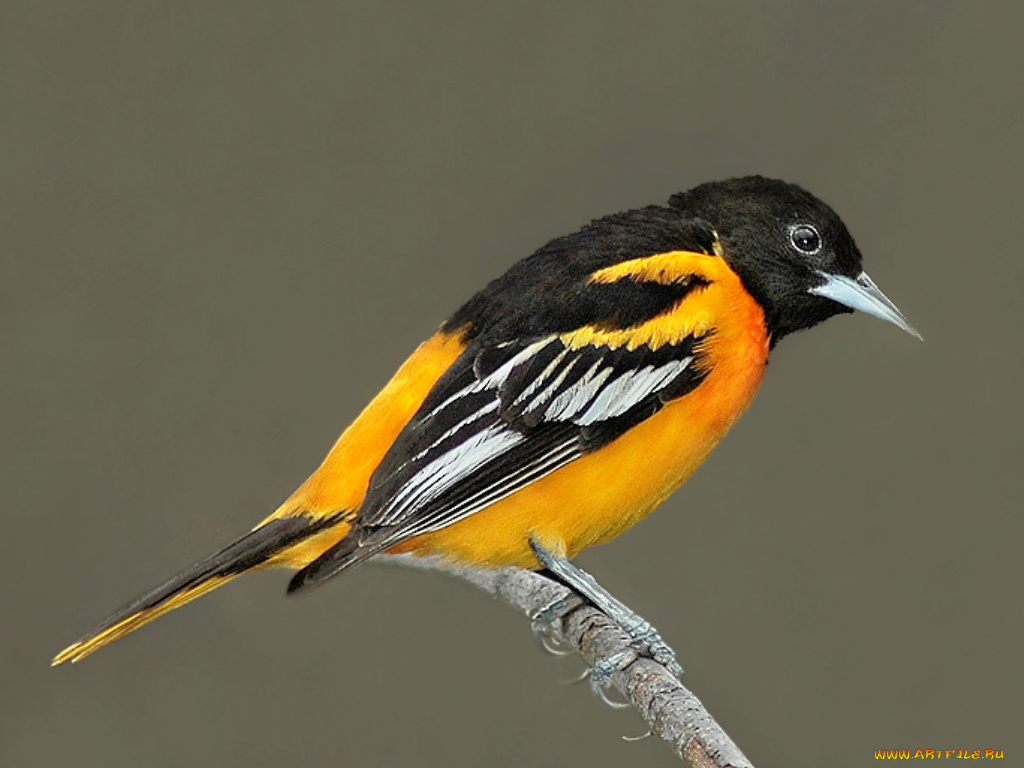 животные, птицы