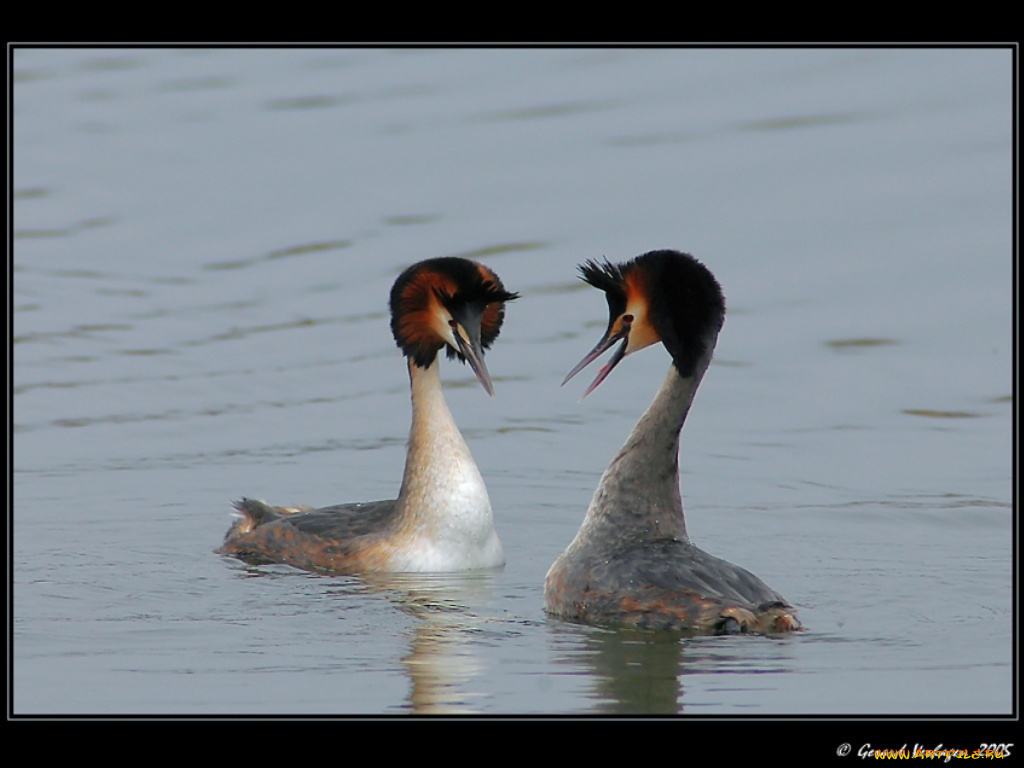 животные, птицы