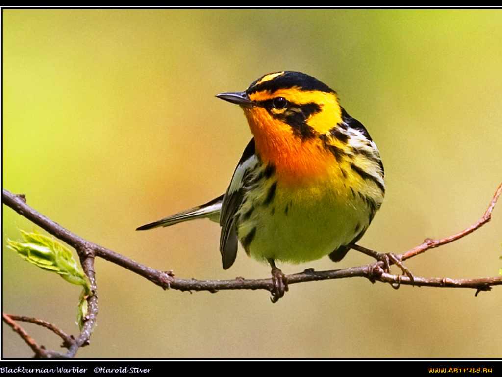 животные, птицы