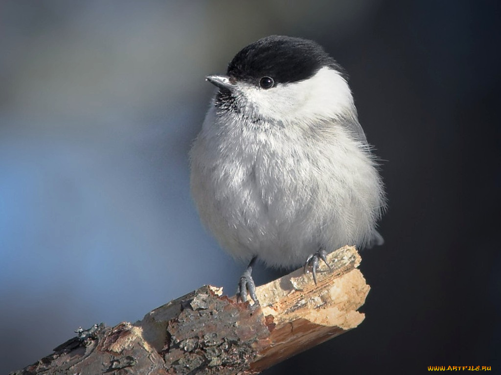 животные, синицы, лазоревки
