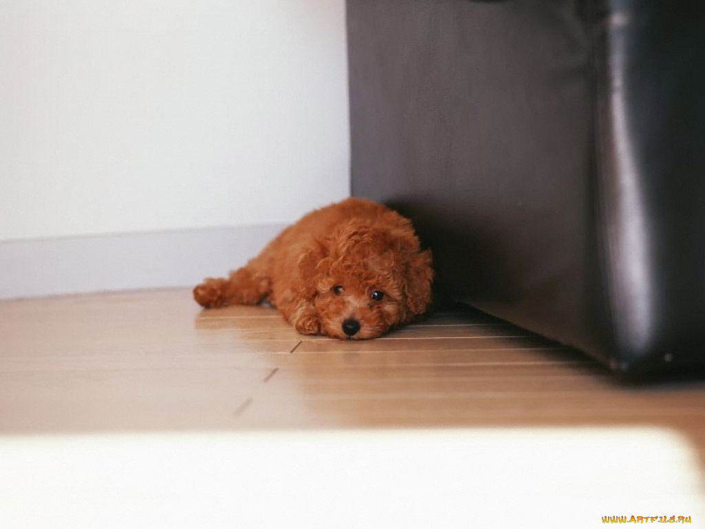 животные, собаки