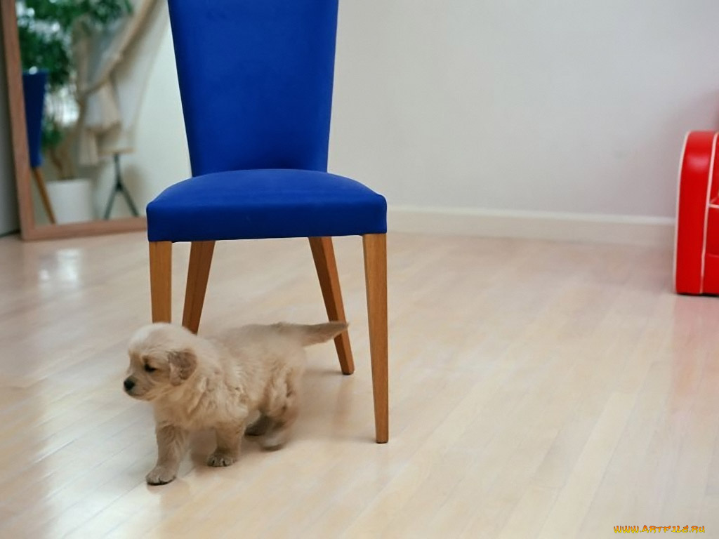 животные, собаки