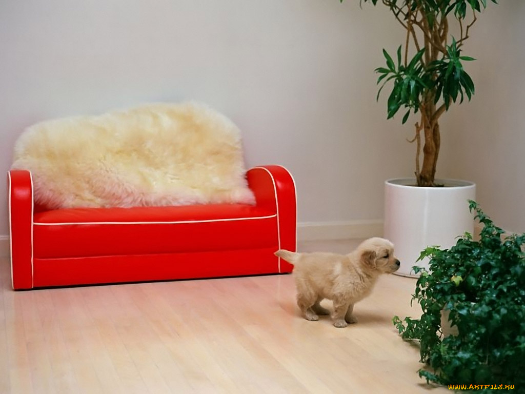 животные, собаки