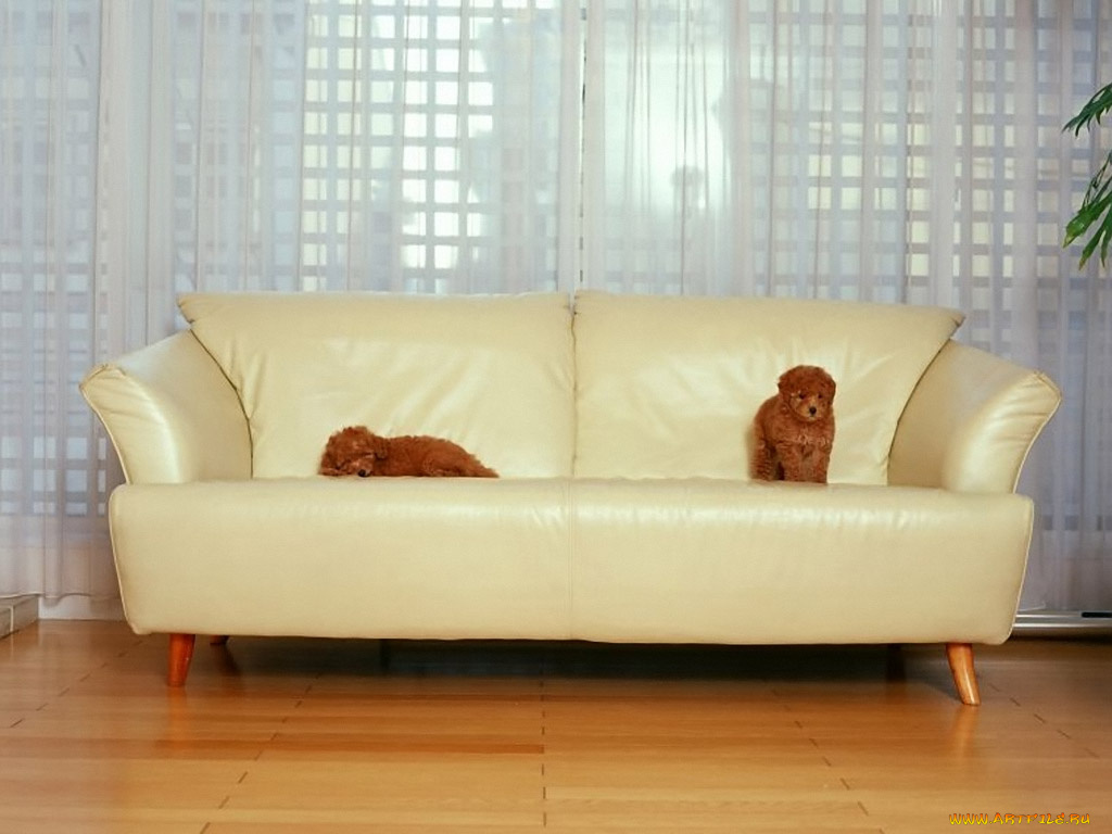 животные, собаки