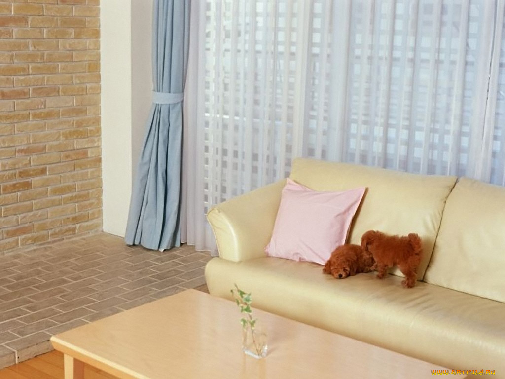 животные, собаки