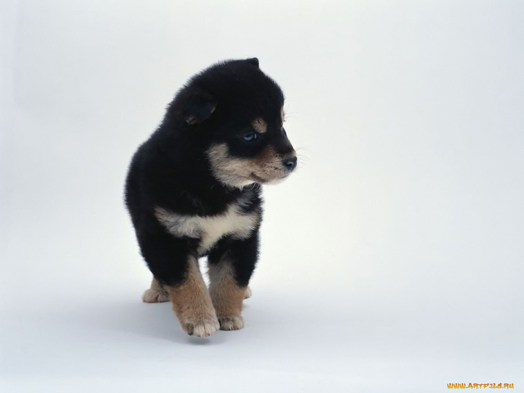 животные, собаки