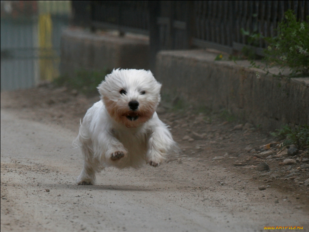 животные, собаки