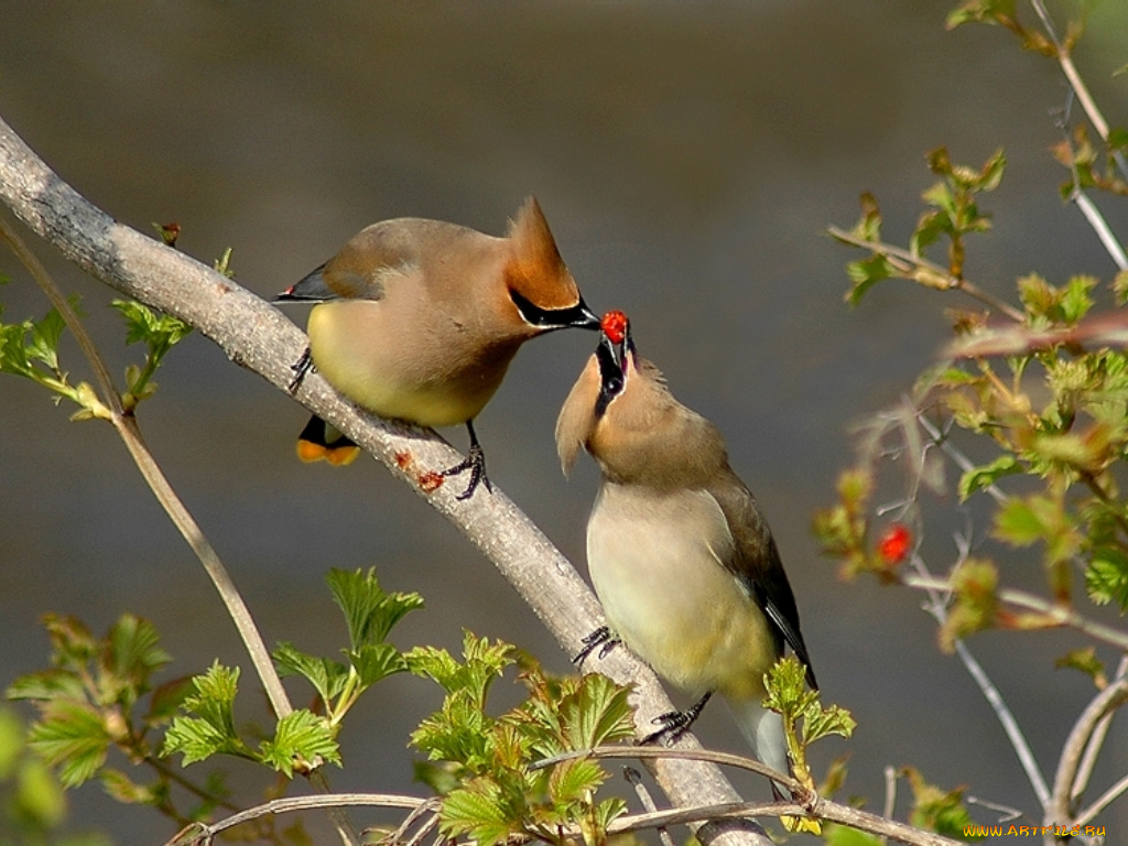 животные, свиристели