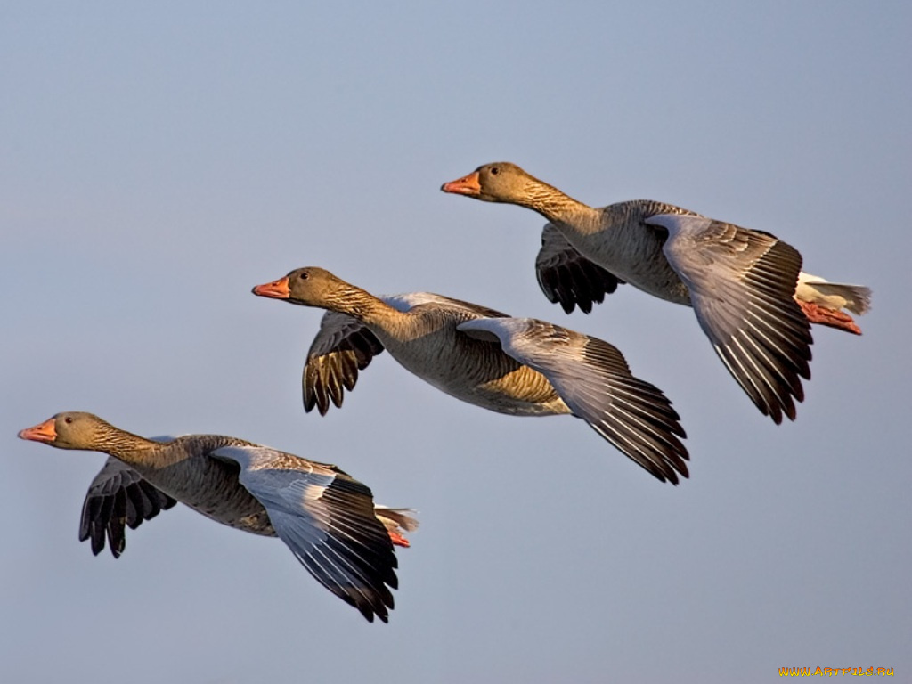 животные, утки