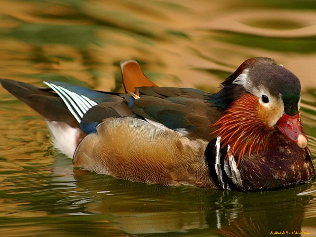 животные, утки