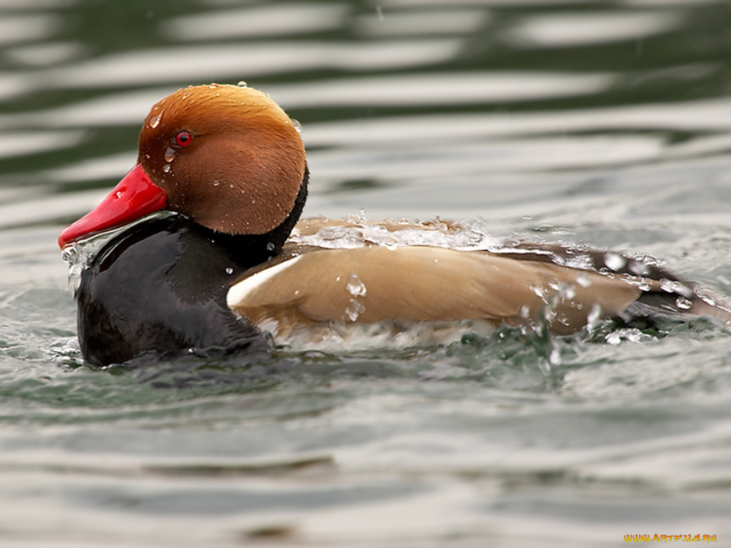 животные, утки