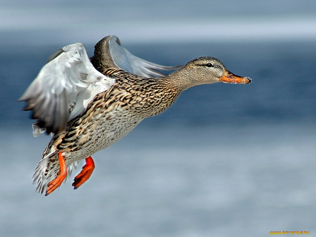 животные, утки