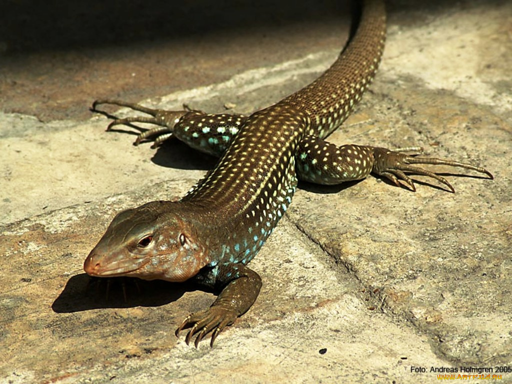 животные, Ящерицы, игуаны, вараны