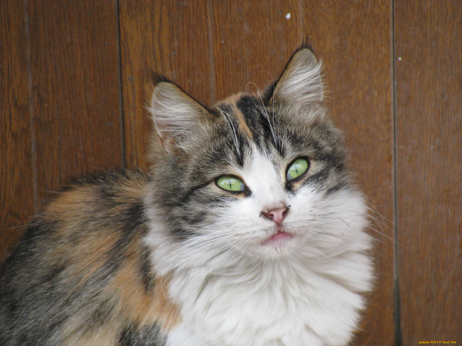 животные, коты