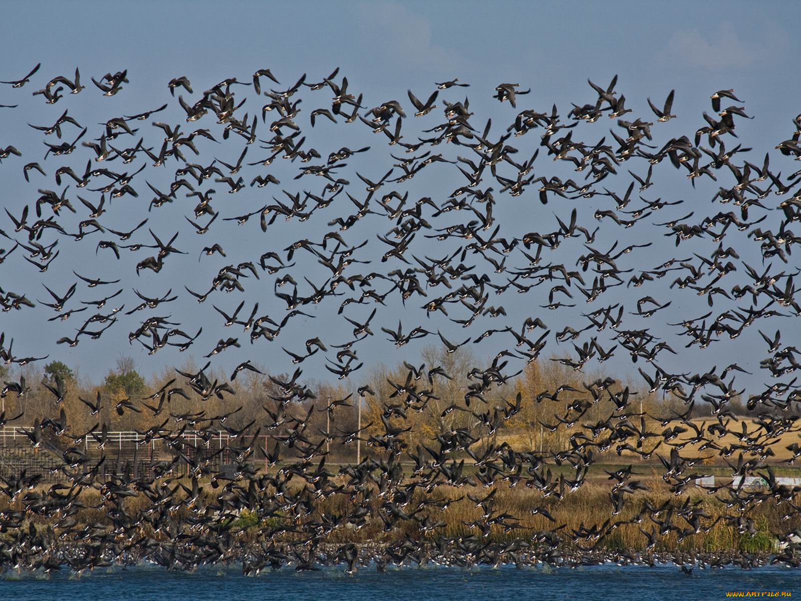 животные, гуси