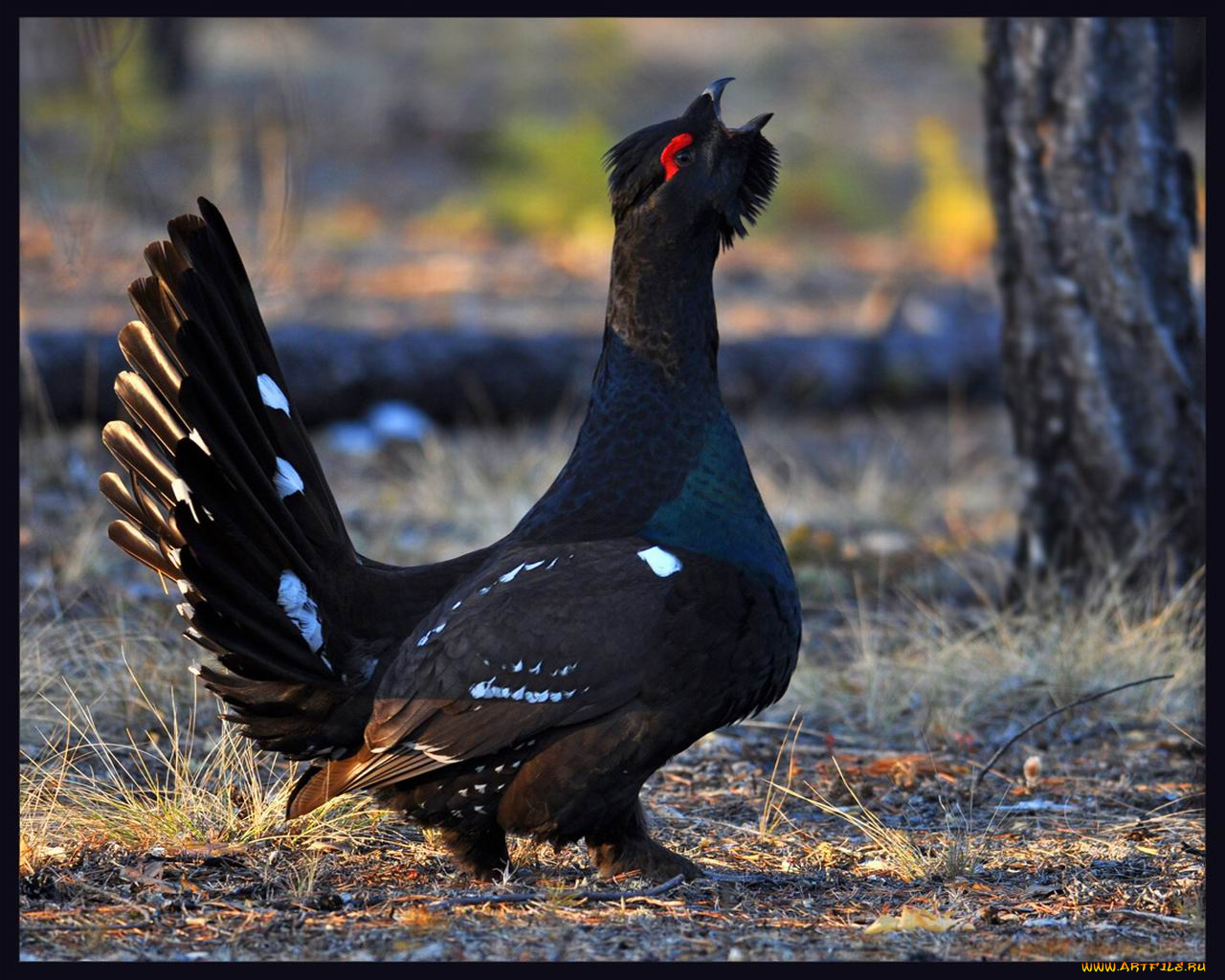 животные, глухари, тетерева, фазаны