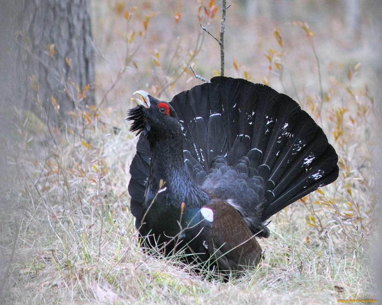 животные, глухари, тетерева, фазаны