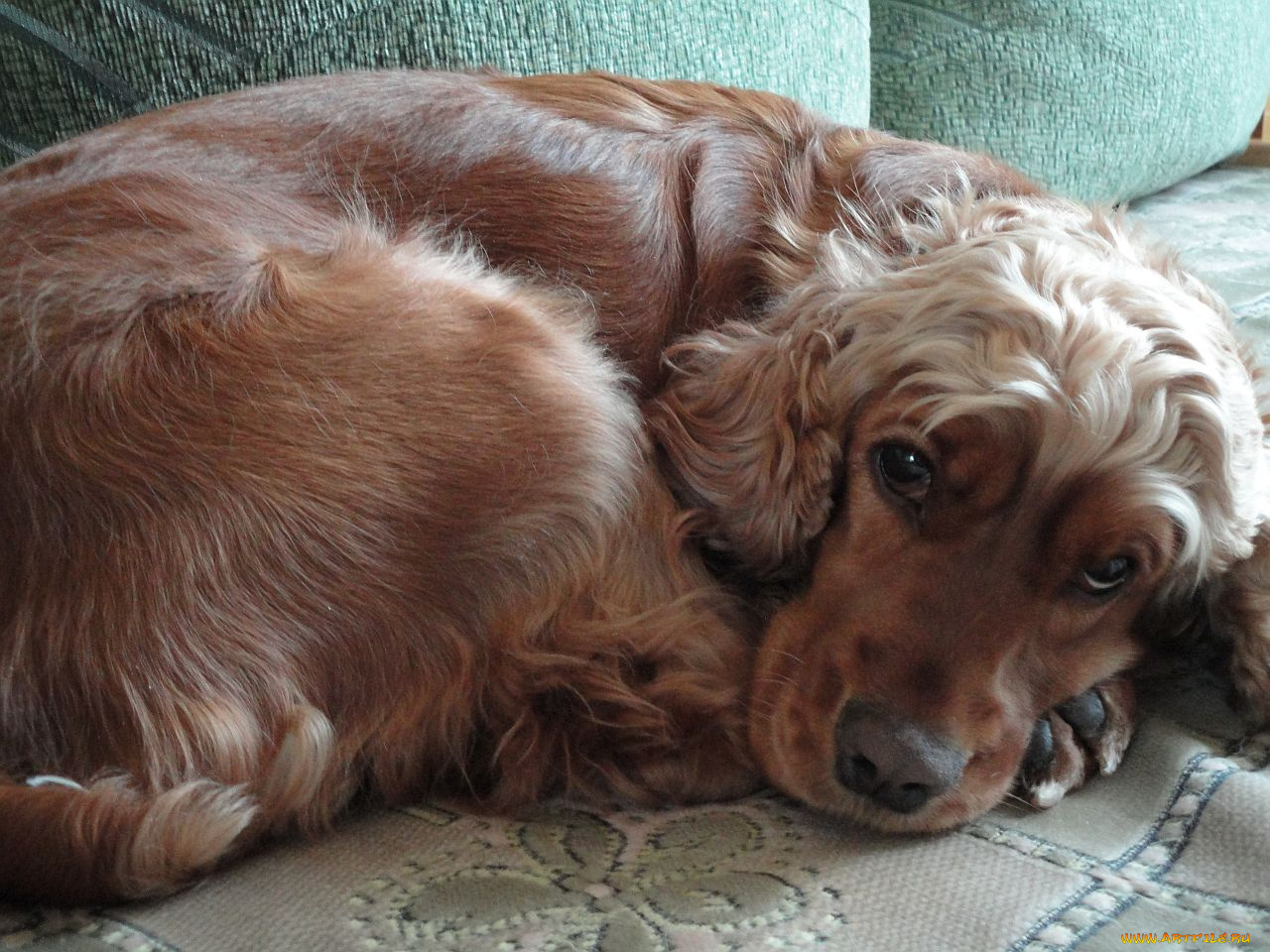 спаниель, животные, собаки