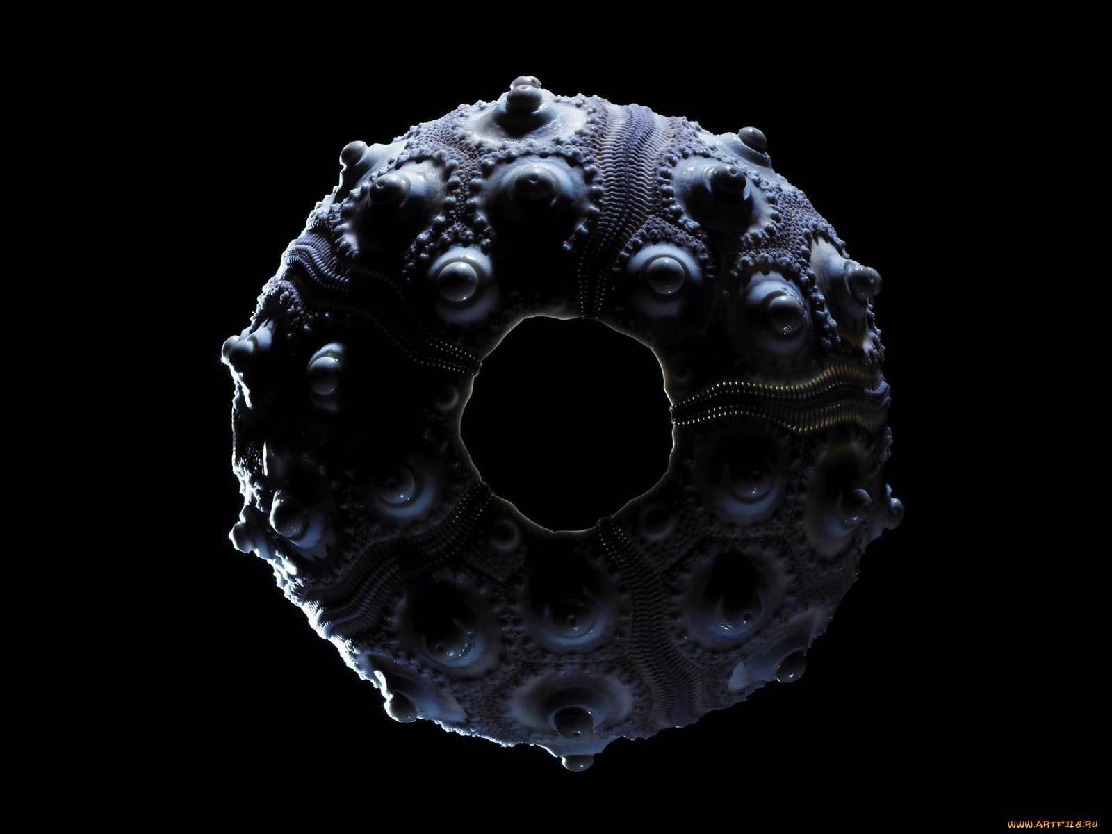 разное, ракушки, кораллы, декоративные, spa, камни