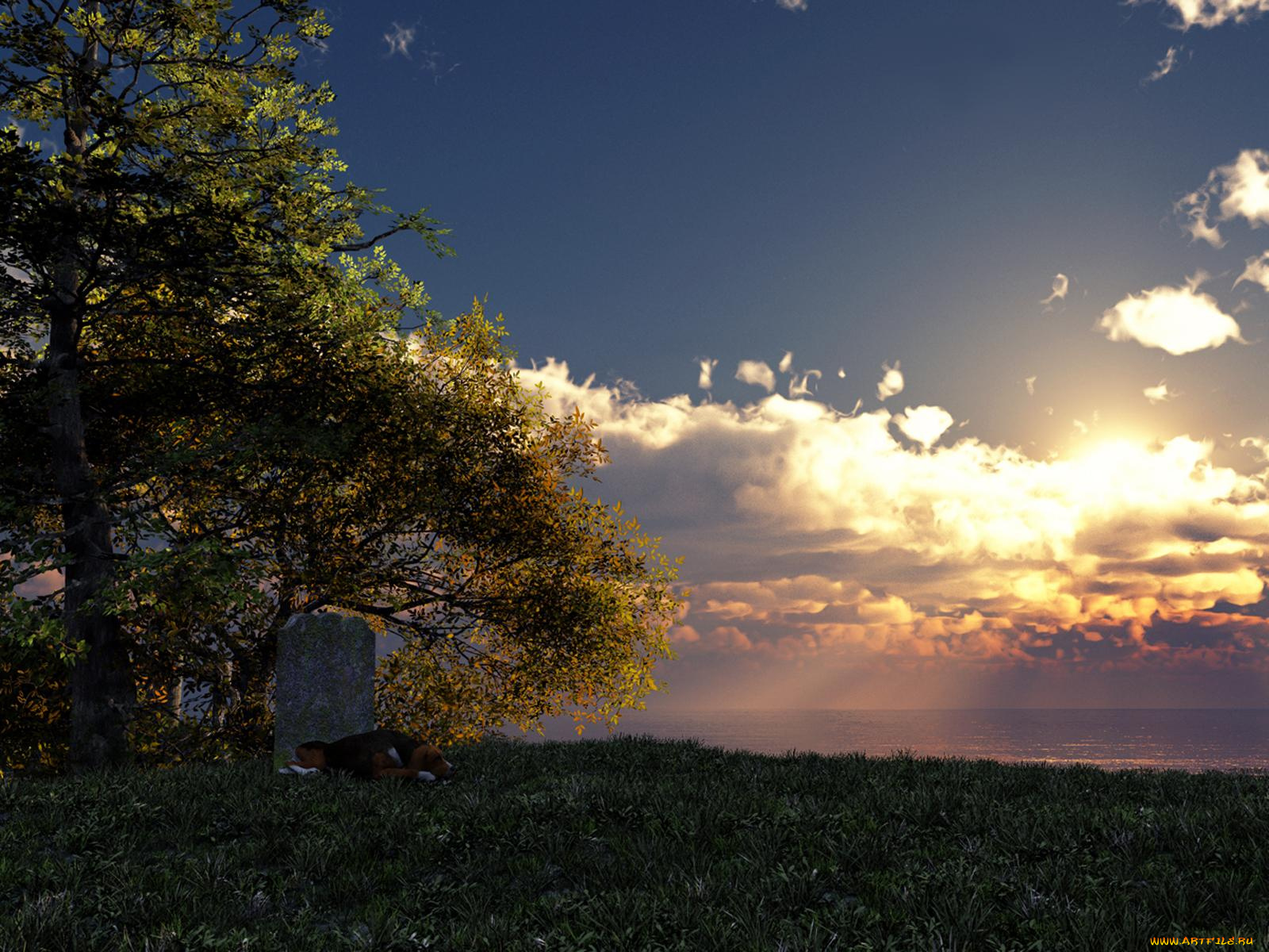 животные, собаки