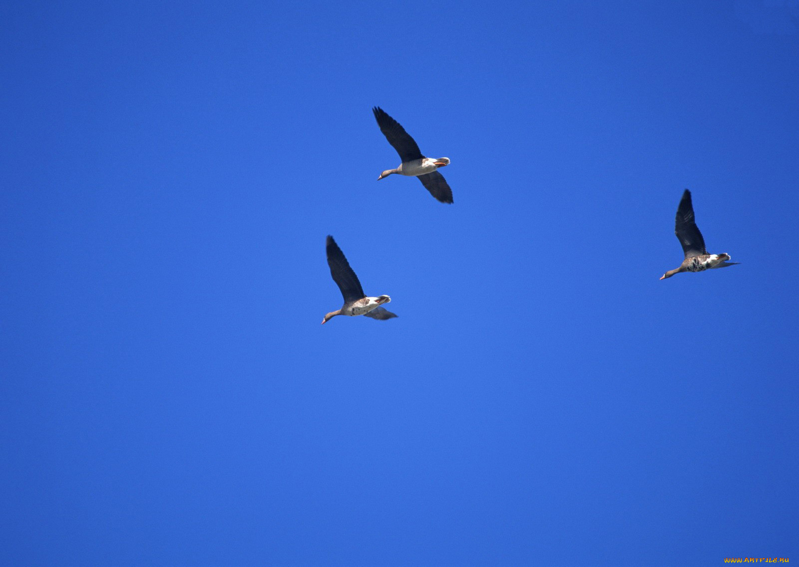 животные, утки, полет, птицы, небо