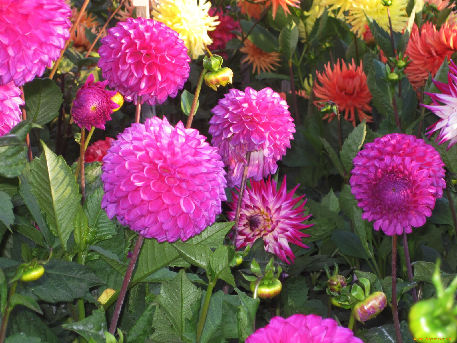 цветы, георгины, бутоны